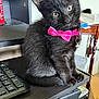 Boo joined the competition — help win amazing prizes! animal, black_cat, can, close_up, curious, cute, desk, domestic_cat, feline, home_office, indoor, keyboard, kitten, paper, pet, pink_bow_tie, sitting, tilted_head, wooden_furniture, young_cat