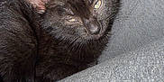 Boo is registered to the contest to win money with this photo: animal, black_kitten, cat, close_up, companion, cozy, cute, domestic_cat, feline, fur, grey_pants, hand, indoor, pet, relaxation, resting, sleepy, snuggle, soft_texture, young_cat
