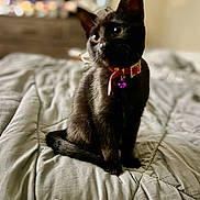 Boo is registered to the contest to win money with this photo: cat, kitten, black_cat, pet, collar, bell, bed, blanket, indoor, cute, fur, animal, feline, domestic_animal, sitting, curious, young, whiskers, ears, soft_light