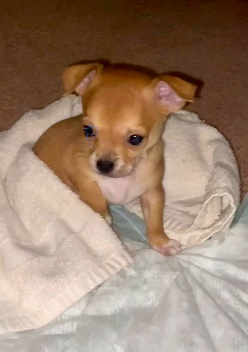 Remme joined the competition — help win amazing prizes! bed, canidae, carnivore, chihuahua, comfort, companion_dog, dog, dog_breed, ear, fawn, fur, linens, paw, puppy_love, snout, sporting_group, terrestrial_animal, toy_dog, whiskers, working_animal