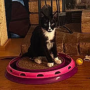Felix joined the competition — help win amazing prizes! cat, kitten, tuxedo_cat, scratching_pad, toy, fireplace, brick_wall, wood_floor, indoor, pet, curious, sitting, black_and_white, household_items, broom, yellow_ball, cozy, home, animal, feline