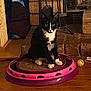 cat, kitten, tuxedo_cat, scratching_pad, toy, fireplace, brick_wall, wood_floor, indoor, pet, curious, sitting, black_and_white, household_items, broom, yellow_ball, cozy, home, animal, feline