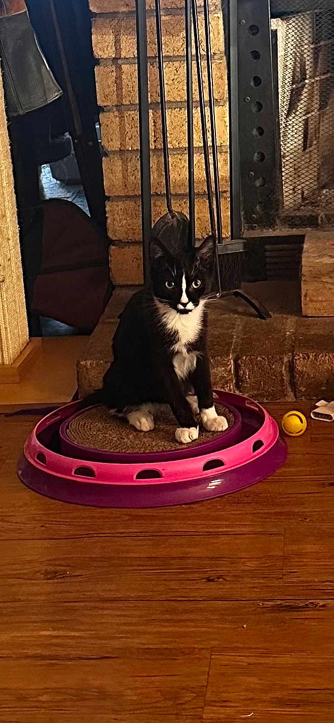 Felix
