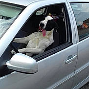 Iwok participe au concours pour gagner de l'argent avec cette photo : dog, car, vehicle, silver_car, window, door, building, animal, pet, tongue_out, sitting, driver_seat, outside, roadside, happy_dog, black_and_white_dog, open_window, side_mirror, gravel, urban