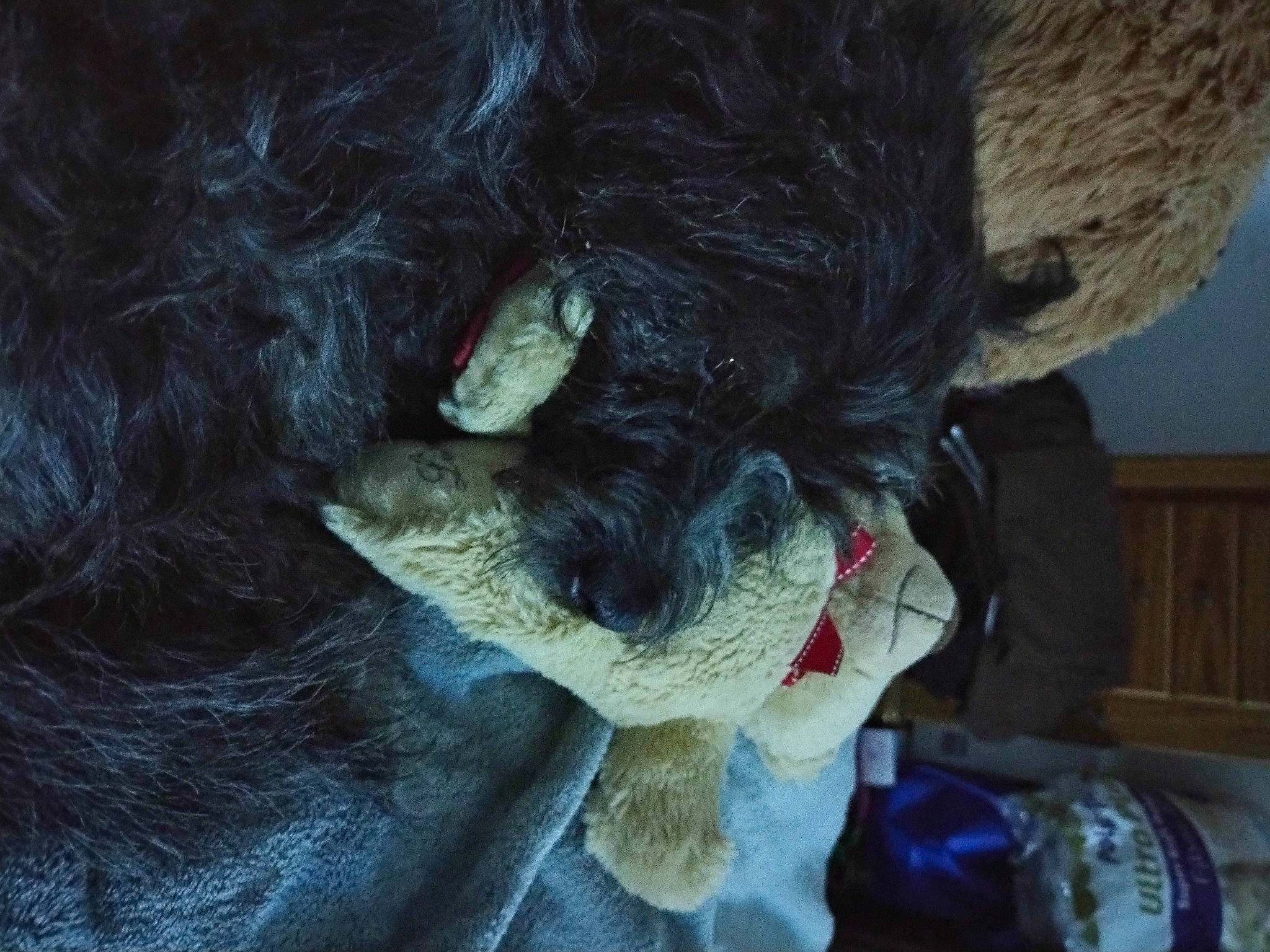 Lady joined the competition — help win amazing prizes! canidae, companion_dog, costume, darkness, dog_breed, dress, electric_blue, fashion_accessory, feather, fur, fur_clothing, toy, wool