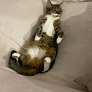 Xena a rejoint le concours — aidez-le/la à gagner de superbes lots ! animal, beige, cat, comfort, couch, cute, domestic, feline, fur, home, indoor, lounging, paw, pet, relaxed, resting, sleepy, tabby, tail, whiskers