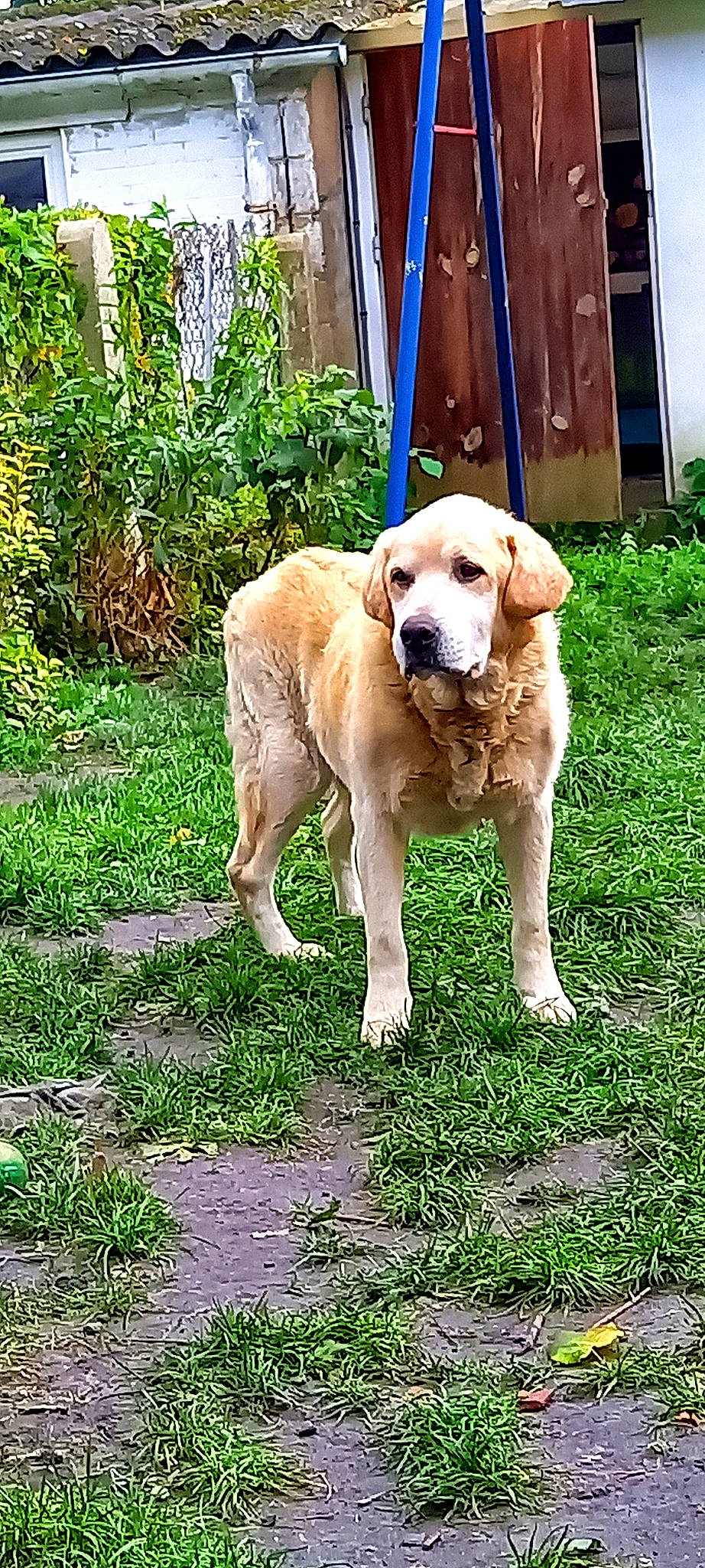 Cartouche a rejoint le concours — aidez-le/la à gagner de superbes lots ! canidae, carnivore, collar, companion_dog, dog, dog_breed, fawn, grass, groundcover, gun_dog, hunting_dog, labrador_retriever, plant, retriever, snout, sporting_group, tail, working_animal, working_dog