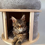 Amy a rejoint le concours — aidez-le/la à gagner de superbes lots ! cat, tabby, fluffy, pet, indoor, cat_tower, wood, fabric, feline, animal, curious, relaxed, paws, ears, whiskers, eyes, home, floor, tile, cozy