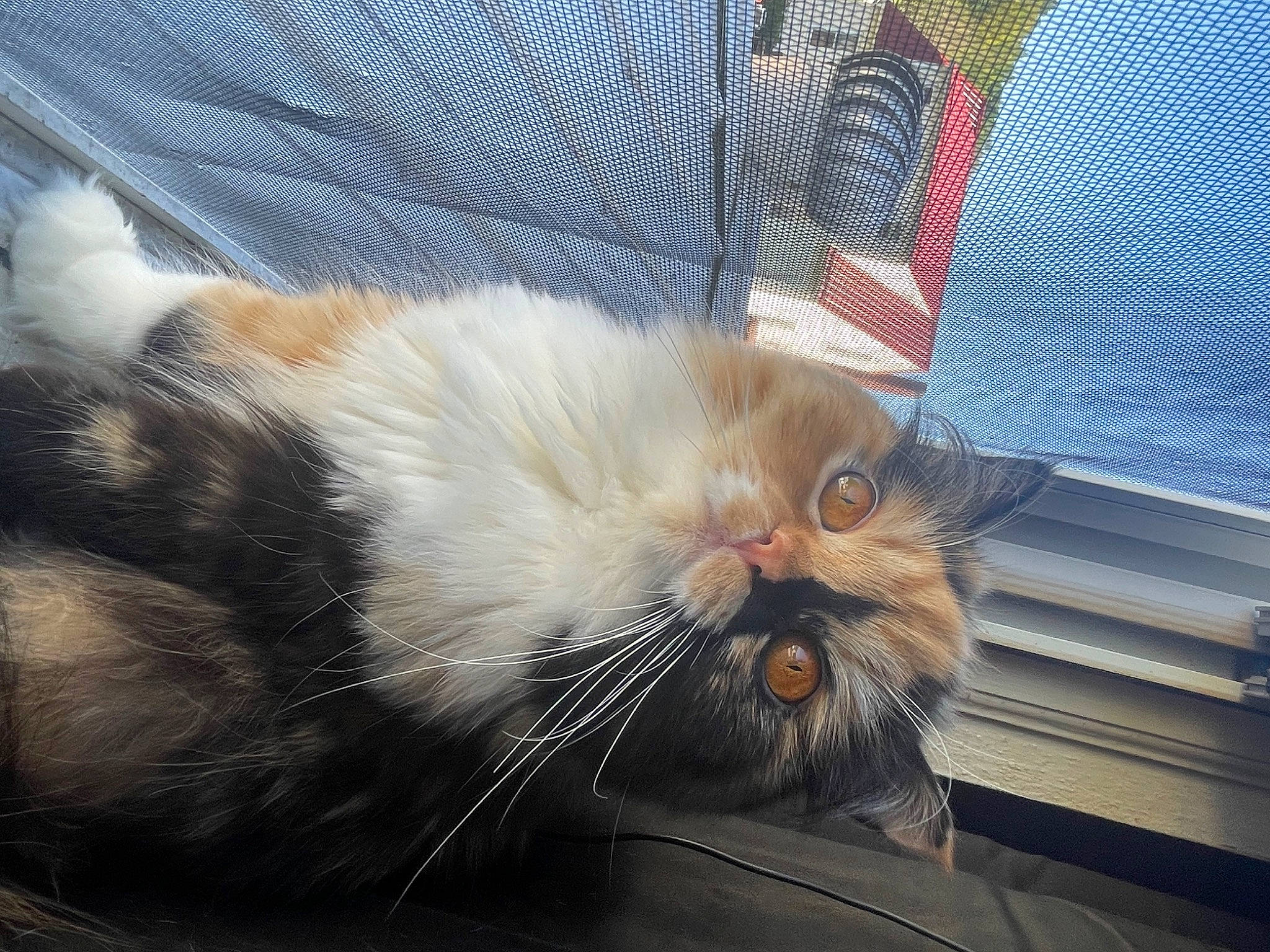 Carmel is registered to the contest to win money with this photo: carnivore, cat, claw, comfort, domestic_short_haired_cat, eye, fawn, felidae, foot, fur, lap, mesh, paw, plant, sitting, small_to_medium_sized_cats, snout, tail, terrestrial_animal, whiskers