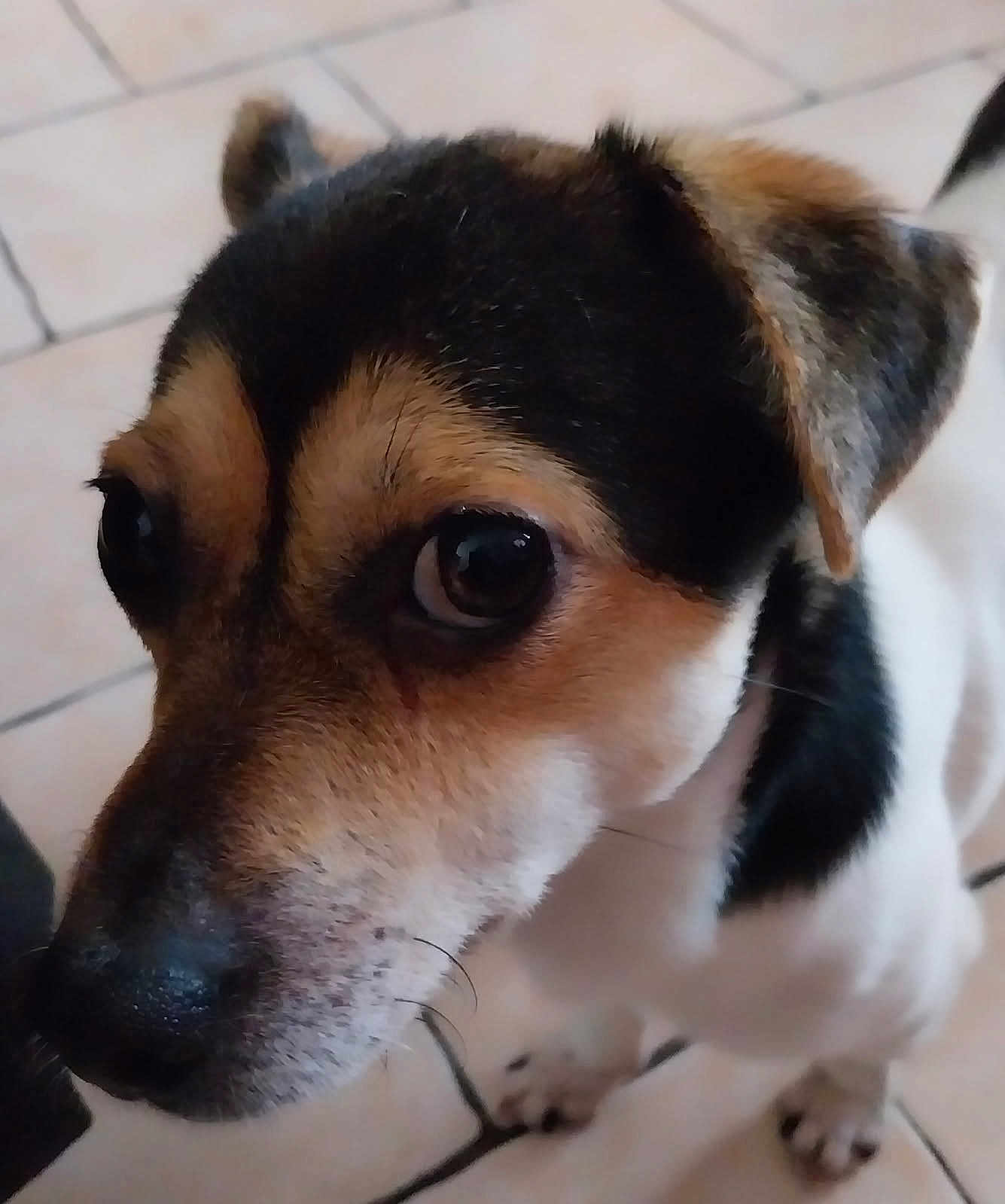 Vegas participe au concours pour gagner de l'argent avec cette photo : dog, close_up, pet, animal, curious, floor, tile, fur, black, brown, white, ears, nose, whiskers, indoor, canine, cute, looking, portrait, muzzle