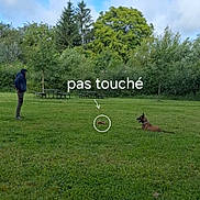 Riley participe au concours pour gagner de l'argent avec cette photo : person, dog, grass, park, tree, sky, cloud, outdoor, nature, green, canine, standing, lying_down, daytime, leisure, casual, human, animal, field, playful_text