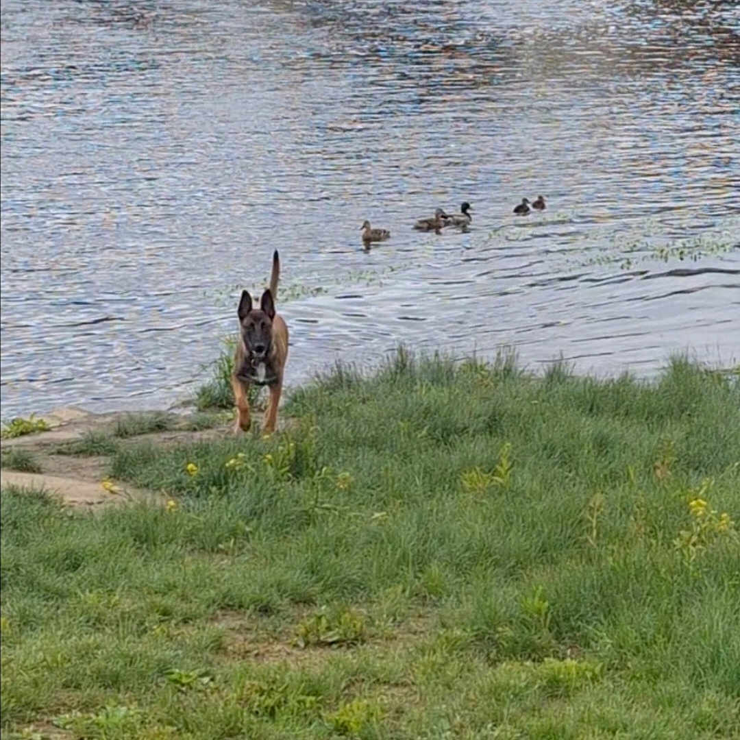 Riley a rejoint le concours — aidez-le/la à gagner de superbes lots ! dog, grass, river, water, ducks, bridge, outdoor, animal, nature, greenery, running, canine, wildlife, park, summer, daytime, scenic, bank, mammal, pets