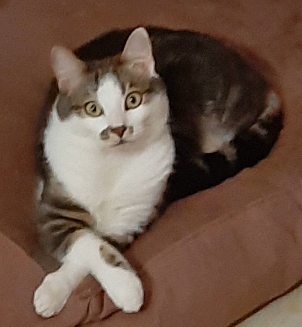 Obiwan a rejoint le concours — aidez-le/la à gagner de superbes lots ! aegean_cat, american_curl, american_wirehair, asian, carnivore, cat, cymric, domestic_long_haired_cat, domestic_short_haired_cat, european_shorthair, felidae, kitten, mammal, norwegian_forest_cat, paw, polydactyl_cat, small_to_medium_sized_cats, tail, whiskers