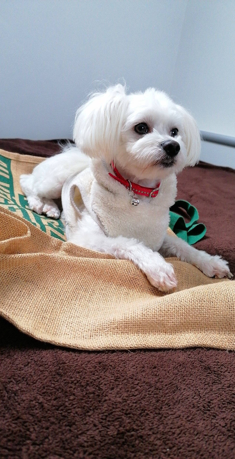 Maia participe au concours pour gagner de l'argent avec cette photo : bichon, canidae, carnivore, collar, comfort, companion_dog, dog, dog_breed, dog_clothes, dog_collar, dog_supply, fawn, maltepoo, plant, small_terrier, snout, sporting_group, terrier, toy_dog, working_animal