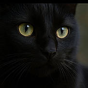 Salam participe au concours pour gagner de l'argent avec cette photo : black_cat, close_up, cat_face, yellow_eyes, whiskers, fur, pet, animal, portrait, dark_background, sharp_focus, mystical, cute, feline, indoor, eye_reflection, soft_light, domestic_cat, alert, curious