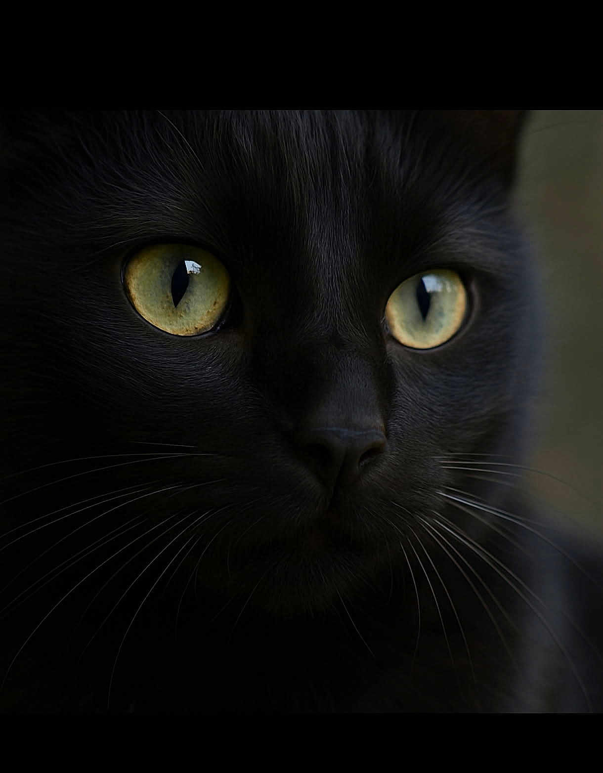 Salam participe au concours pour gagner de l'argent avec cette photo : black_cat, close_up, cat_face, yellow_eyes, whiskers, fur, pet, animal, portrait, dark_background, sharp_focus, mystical, cute, feline, indoor, eye_reflection, soft_light, domestic_cat, alert, curious