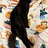 Moon joined the competition — help win amazing prizes! animal, applique, bed, bedroom, blackcat, blanket, cat, couch, cushion, furniture, homedecor, kitten, linen, manx, pattern, person, pet, quilt, sleeping, towel