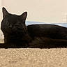 Moon joined the competition — help win amazing prizes! animal, blackcat, cat, kitten, manx, pet