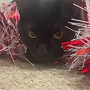 Moon is registered to the contest to win money with this photo: accessories, animal, blackcat, canine, cat, daisy, dog, face, featherboa, flower, grass, head, kitten, manx, person, pet, photography, plant, portrait, puppy