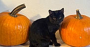 Moon is registered to the contest to win money with this photo: animal, blackcat, cat, citrusfruit, food, fruit, gourd, hardwood, kitten, manx, orange, pet, plant, produce, pumpkin, squash, vegetable, wood
