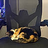 Cali joined the competition — help win amazing prizes! cat, calico, sleeping, curled_up, office_chair, black_chair, furniture, indoor, pet, animal, resting, cozy, fur, tabby, mammal, domestic_animal, quiet, relaxed, cute, home