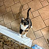 Cali joined the competition — help win amazing prizes! cat, calico_cat, curious, kitchen, tiled_floor, paws, looking_up, domestic_animal, pet, indoor, countertop, water_bottles, brown_tiles, white_paws, whiskers, ears, tail, home, animal, feline