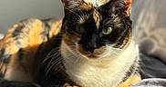 Cali is registered to the contest to win money with this photo: cat, calico, pet, animal, fur, green_eyes, bed, blanket, sunlight, indoor, relaxing, whiskers, portrait, closeup, cute, feline, mammal, resting, cozy, soft