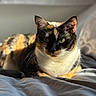 cat, calico, pet, animal, fur, green_eyes, bed, blanket, sunlight, indoor, relaxing, whiskers, portrait, closeup, cute, feline, mammal, resting, cozy, soft