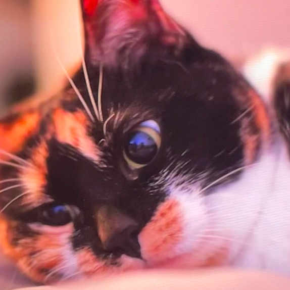 Cali
