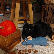 Oreo participe au concours pour gagner de l'argent avec cette photo : black_cat, pumpkin, wooden_crate, toy_rat, rug, wooden_stool, floor_tiles, rustic_decor, wood_log, indoor, animal, pet, feline, curious, closeup, home_interior, natural_light, still_life, autumn, cozy