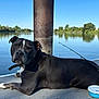 animal, black_dog, blue_sky, calm_water, collar, daytime, dock, dog, fishing_pole, greenery, nature, outdoor, pet, reflection, resting, river, sunlight, trees, water, white_markings
