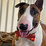 animal, blanket, bow_tie, brown_and_white, bull_terrier, canine, close_up, collar, cute, dog, domestic_animal, ears, friendly, furniture, happy, indoor, pet, portrait, snout, tongue_out