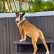 Ozzy is registered to the contest to win money with this photo: dog, brown_and_white, outdoor, steps, fence, palm_trees, house, backyard, pet, canine, happy, tongue_out, standing, animal, summer, sunlight, playful, nature, domestic, friendly