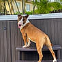 dog, brown_and_white, outdoor, steps, fence, palm_trees, house, backyard, pet, canine, happy, tongue_out, standing, animal, summer, sunlight, playful, nature, domestic, friendly
