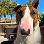 dog, bull_terrier, close_up, outdoor, sunny, backyard, fence, palm_tree, blue_sky, pet, animal, canine, nose, ear, fur, portrait, daylight, relaxing, domestic_animal, nature