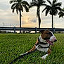 dog, bull_terrier, grass, leash, outdoor, sunset, palm_trees, sky, nature, pet, animal, canine, relaxing, guardrail, landscape, greenery, daylight, tongue_out, collar, happy