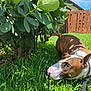 dog, brown, white, grass, greenery, bush, leafy, outdoor, sunny, daytime, fence, house, pet, canine, nature, animal, collar, leash, relaxed, shade