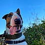 Ozzy is registered to the contest to win money with this photo: dog, bull_terrier, close_up, tongue_out, smiling, collar, harness, outdoor, blue_sky, greenery, pet, happy, animal, canine, nature, daylight, portrait, headshot, ears, nose