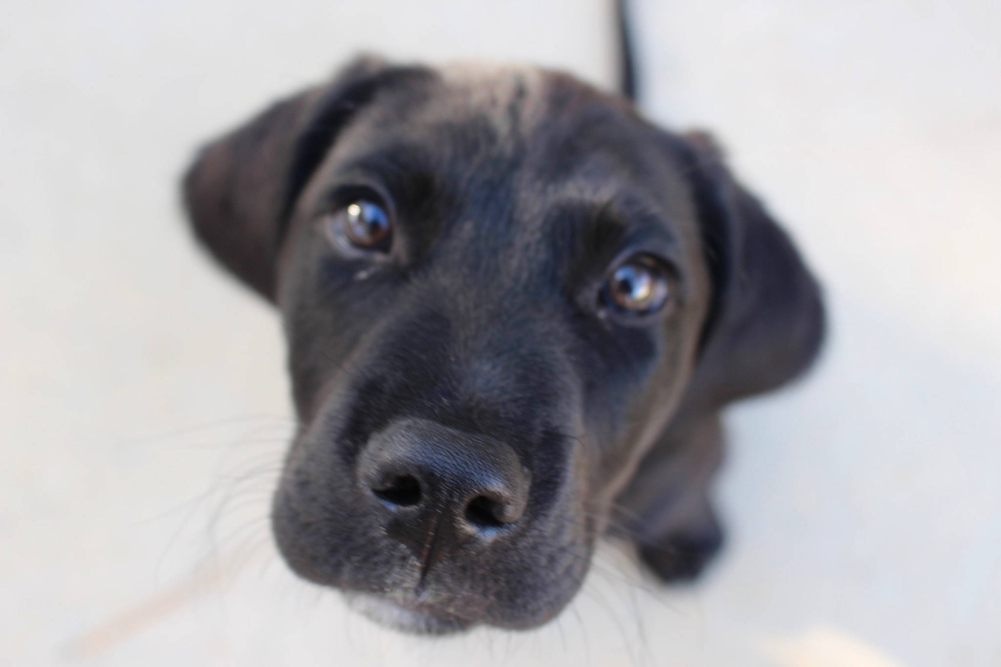 Tango joined the competition — help win amazing prizes! borador, carnivore, companion_dog, dog, dog_breed, fur, gun_dog, liver, plant, sporting_group, terrestrial_animal, whiskers, working_animal