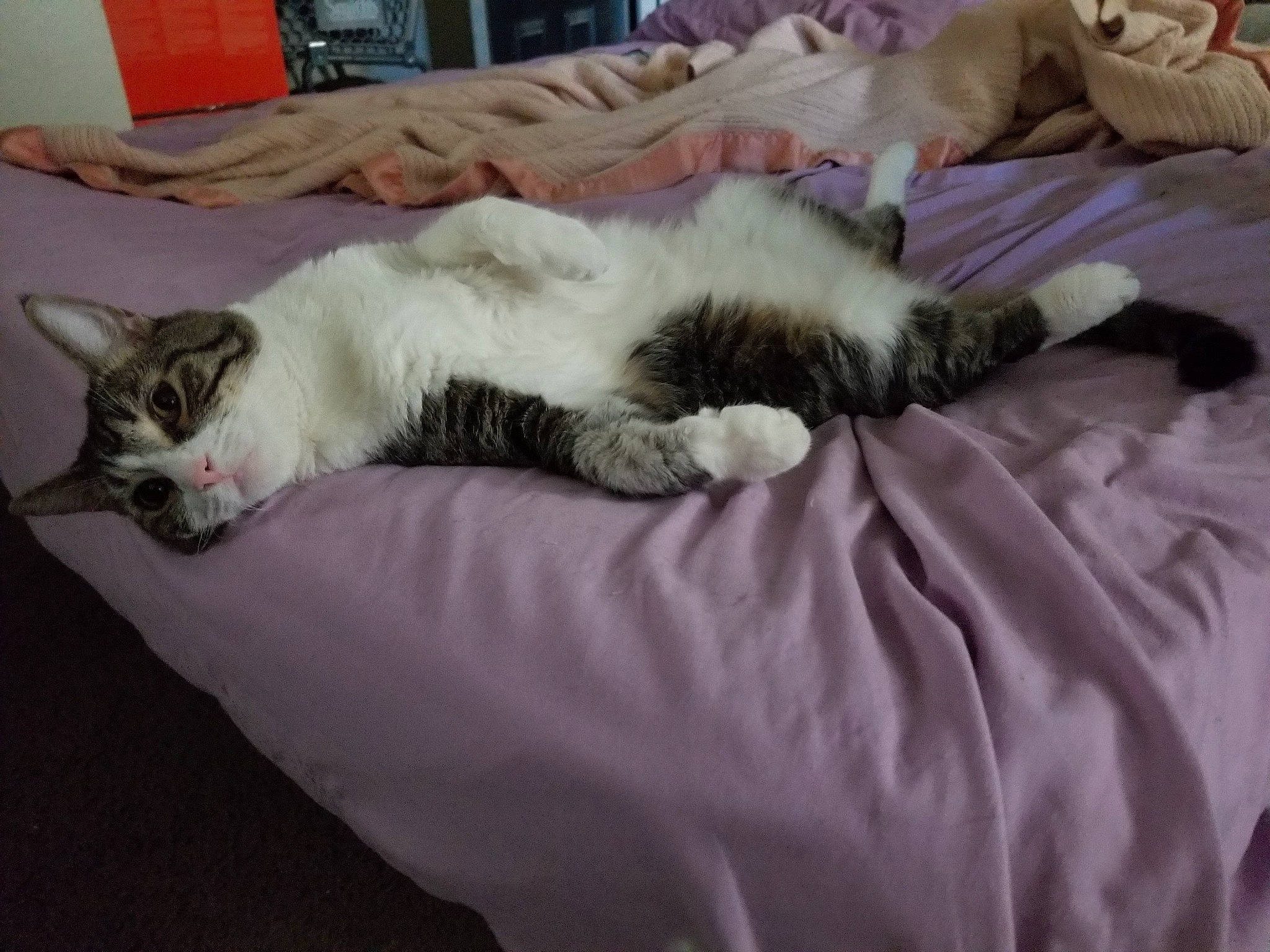 Stan Lee joined the competition — help win amazing prizes! aegean_cat, american_curl, asian, carnivore, cat, domestic_short_haired_cat, ear, european_shorthair, felidae, fur, kitten, mammal, nap, norwegian_forest_cat, paw, polydactyl_cat, sleep, small_to_medium_sized_cats, tail, whiskers