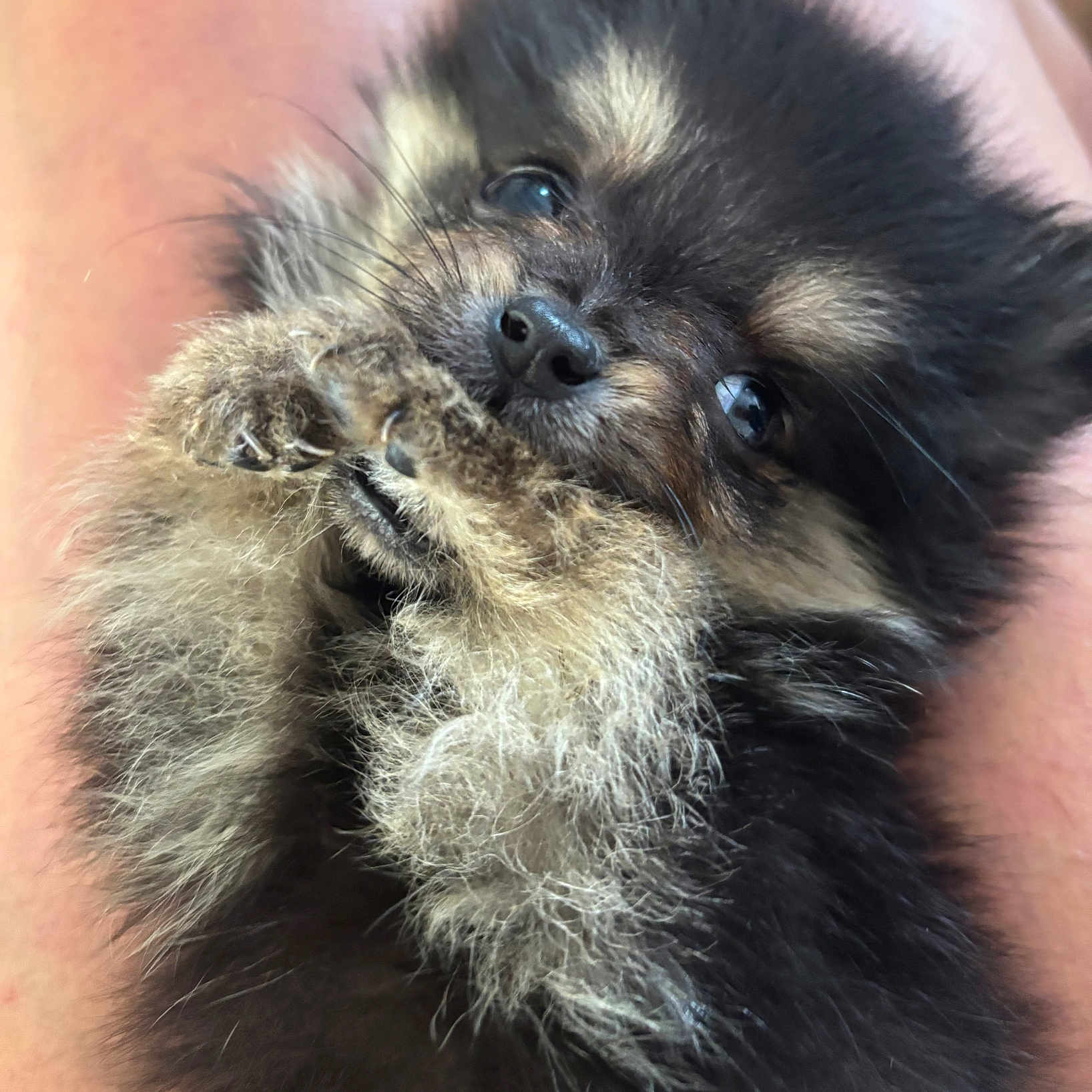 Amélia participe au concours pour gagner de l'argent avec cette photo : adorable, animal, close_up, companion, cuddly, cute, dog, domestic_animal, eyes, face, fluffy, fur, mammal, paws, pet, portrait, puppy, small, snuggle, young