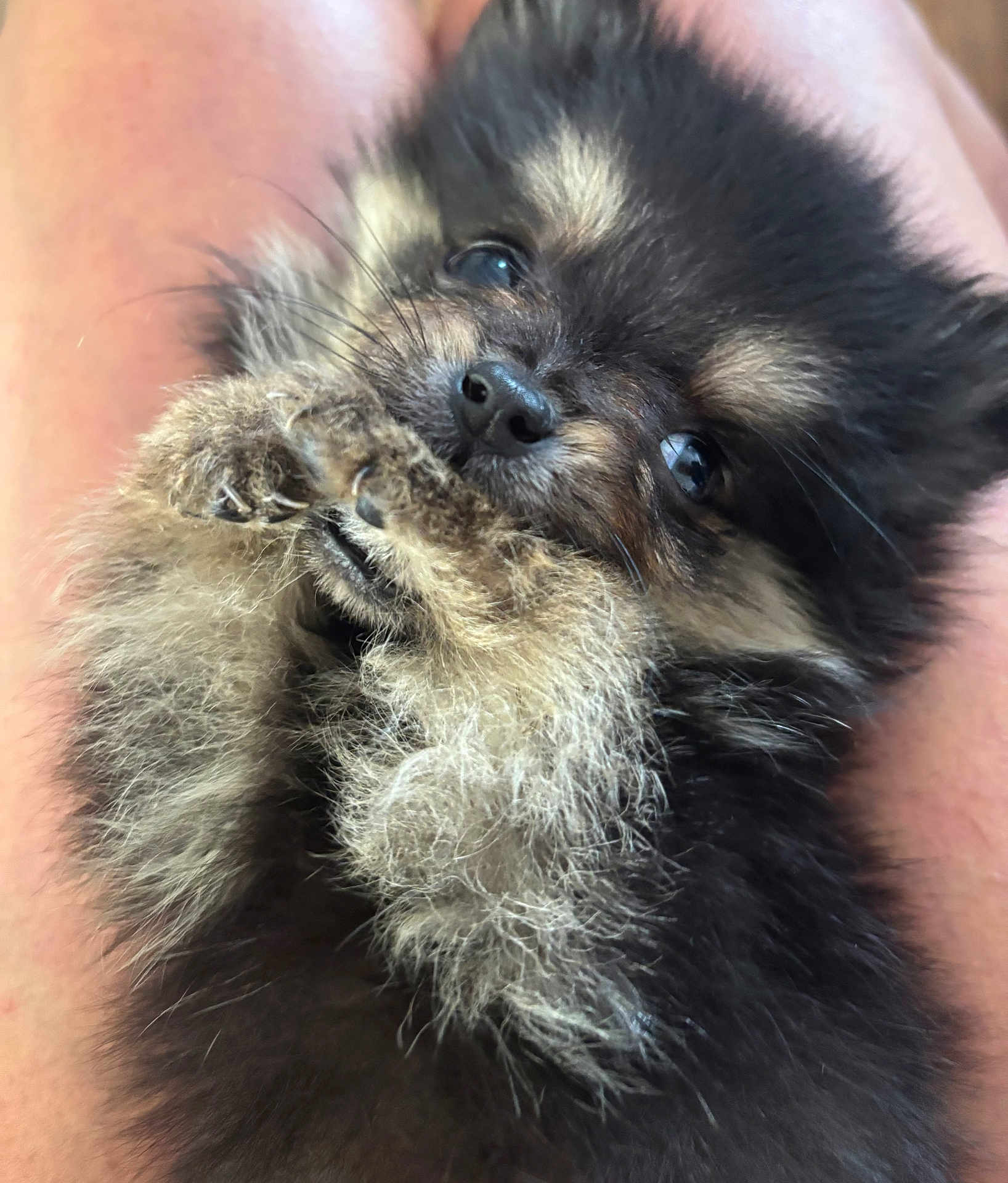 Amélia participe au concours pour gagner de l'argent avec cette photo : adorable, animal, close_up, companion, cuddly, cute, dog, domestic_animal, eyes, face, fluffy, fur, mammal, paws, pet, portrait, puppy, small, snuggle, young