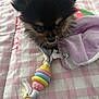 animal, baby_animal, blanket, closeup, colorful, curious, cute, fabric, face, fur, indoor, pet, pink, playful, puppy, purple, resting, small_dog, soft_toy, toy