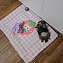 Amélia a rejoint le concours — aidez-le/la à gagner de superbes lots ! animal, blanket, cat, checkered, cozy, cute, domestic, floor, fur, indoor, kitten, mat, pet, pink, relaxed, resting, sleeping, small, toy_ball, wooden_floor