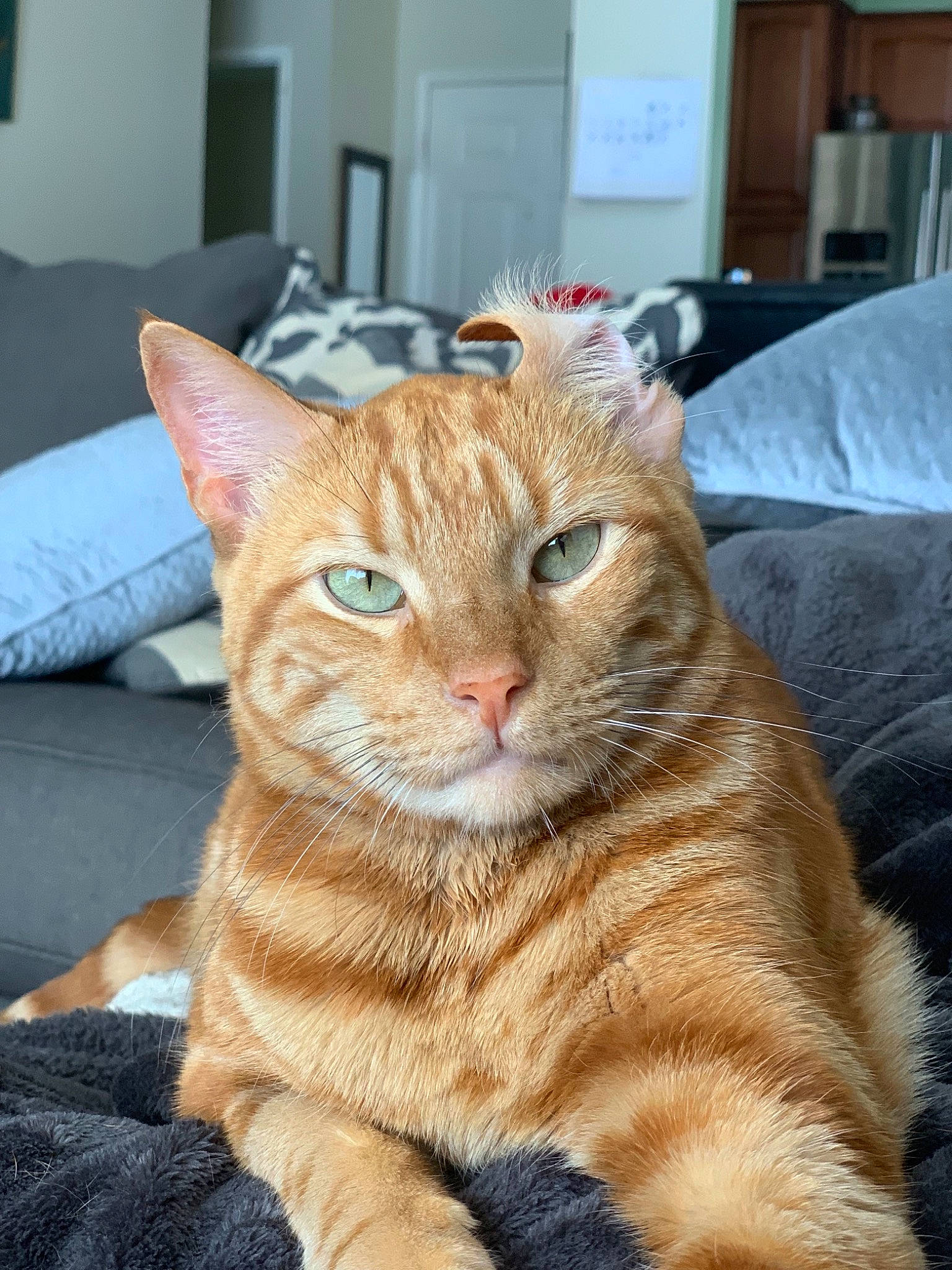 Jeffrey joined the competition — help win amazing prizes! aegean_cat, american_shorthair, arabian_mau, asian, australian_mist, carnivore, cat, domestic_short_haired_cat, dragon_li, european_shorthair, fawn, felidae, german_rex, mammal, small_to_medium_sized_cats, snout, tabby_cat, vertebrate, whiskers