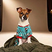 Milo is registered to the contest to win money with this photo: dog, puppy, pet, pajamas, clothing, blanket, studio, portrait, brown, white, festive, holiday, cute, animal, indoor, sitting, fur, ears, expression, background