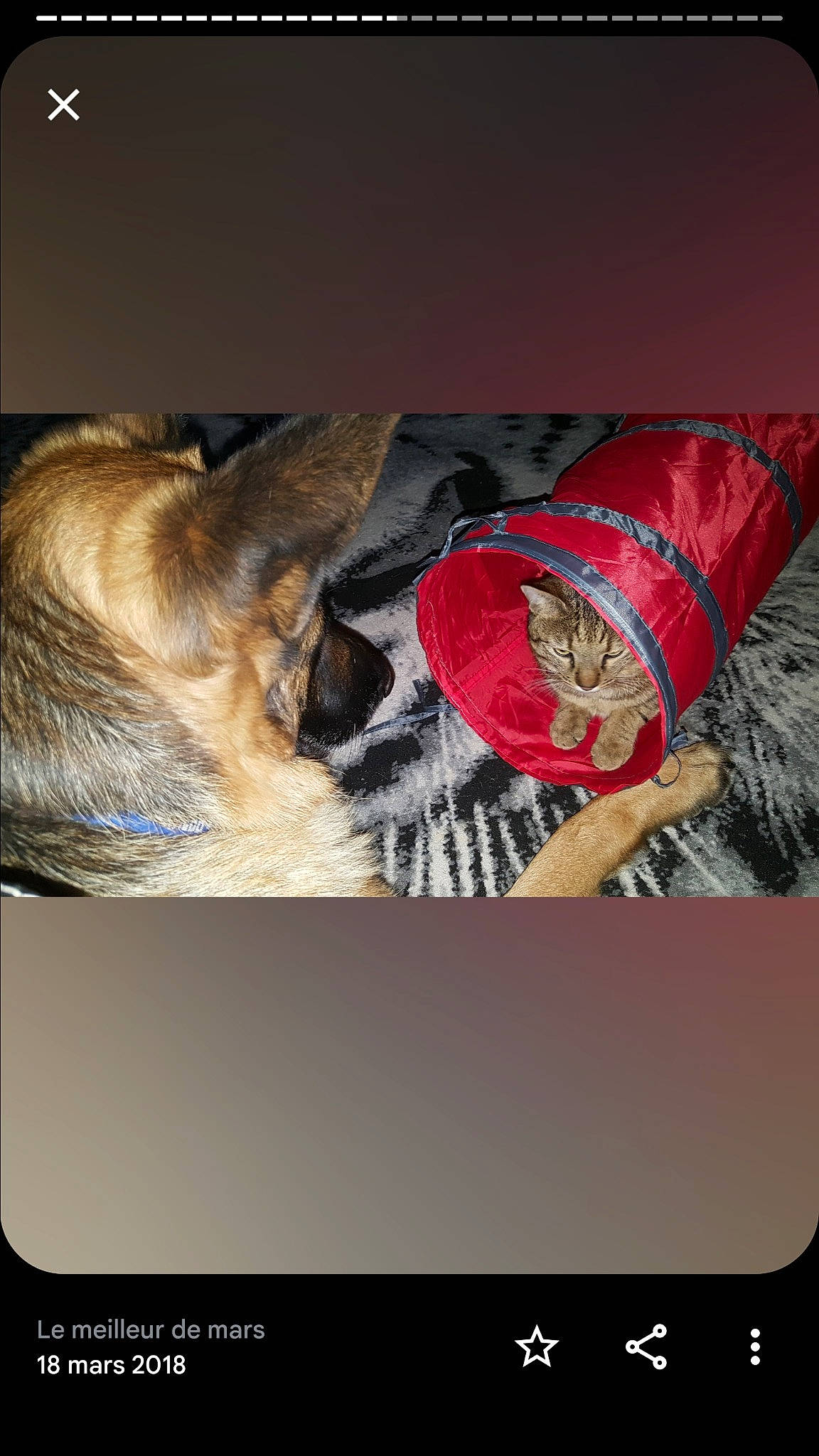 Moutchacho participe au concours pour gagner de l'argent avec cette photo : carmine, carnivore, comfort, companion_dog, dog, dog_breed, felidae, font, fur, linens, magenta, nap, room, sleeve, whiskers