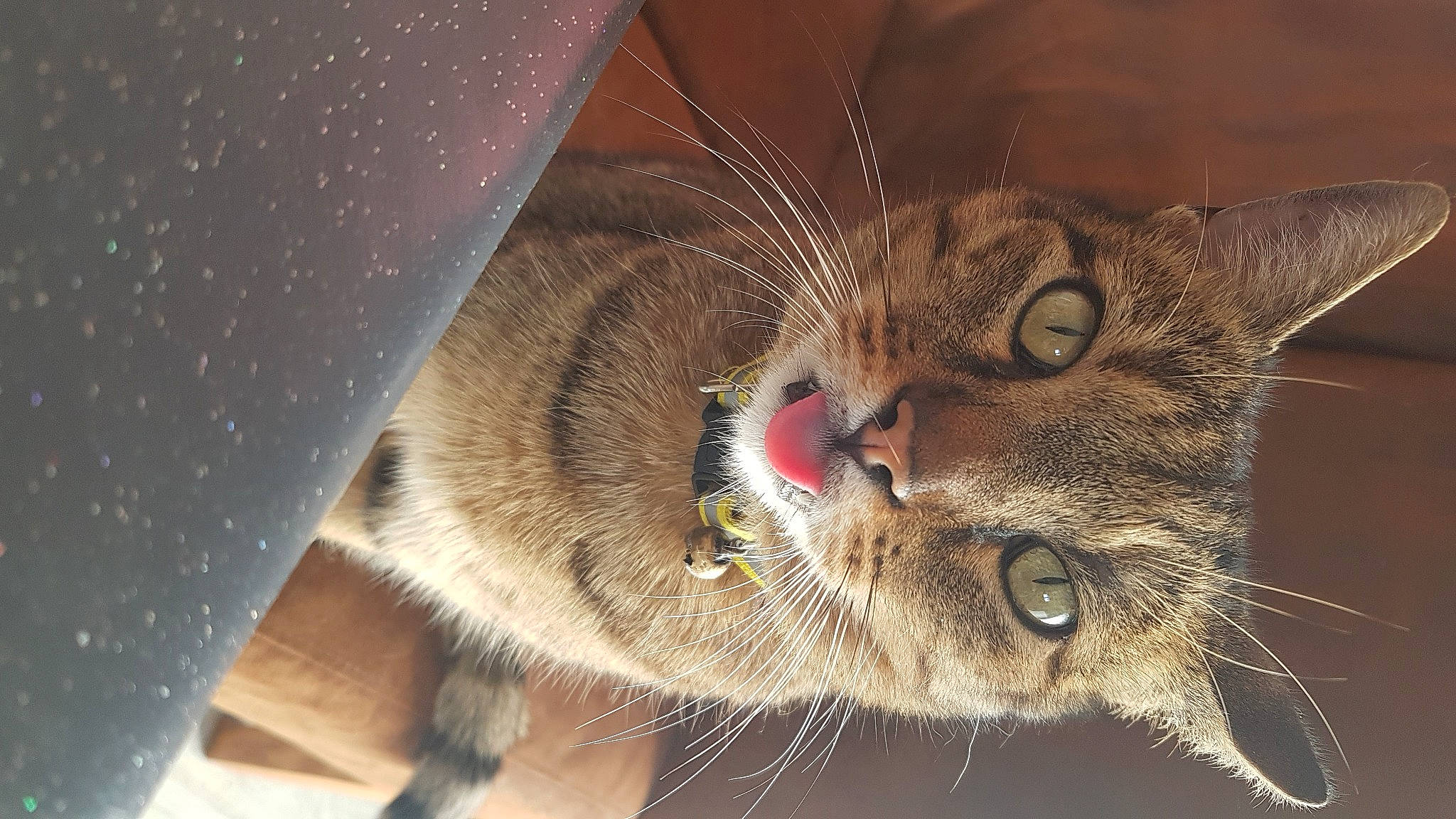 Moutchacho participe au concours pour gagner de l'argent avec cette photo : carnivore, cat, cat_supply, claw, domestic_short_haired_cat, fawn, felidae, fur, paw, small_to_medium_sized_cats, tail, terrestrial_animal, whiskers, wildlife, wood