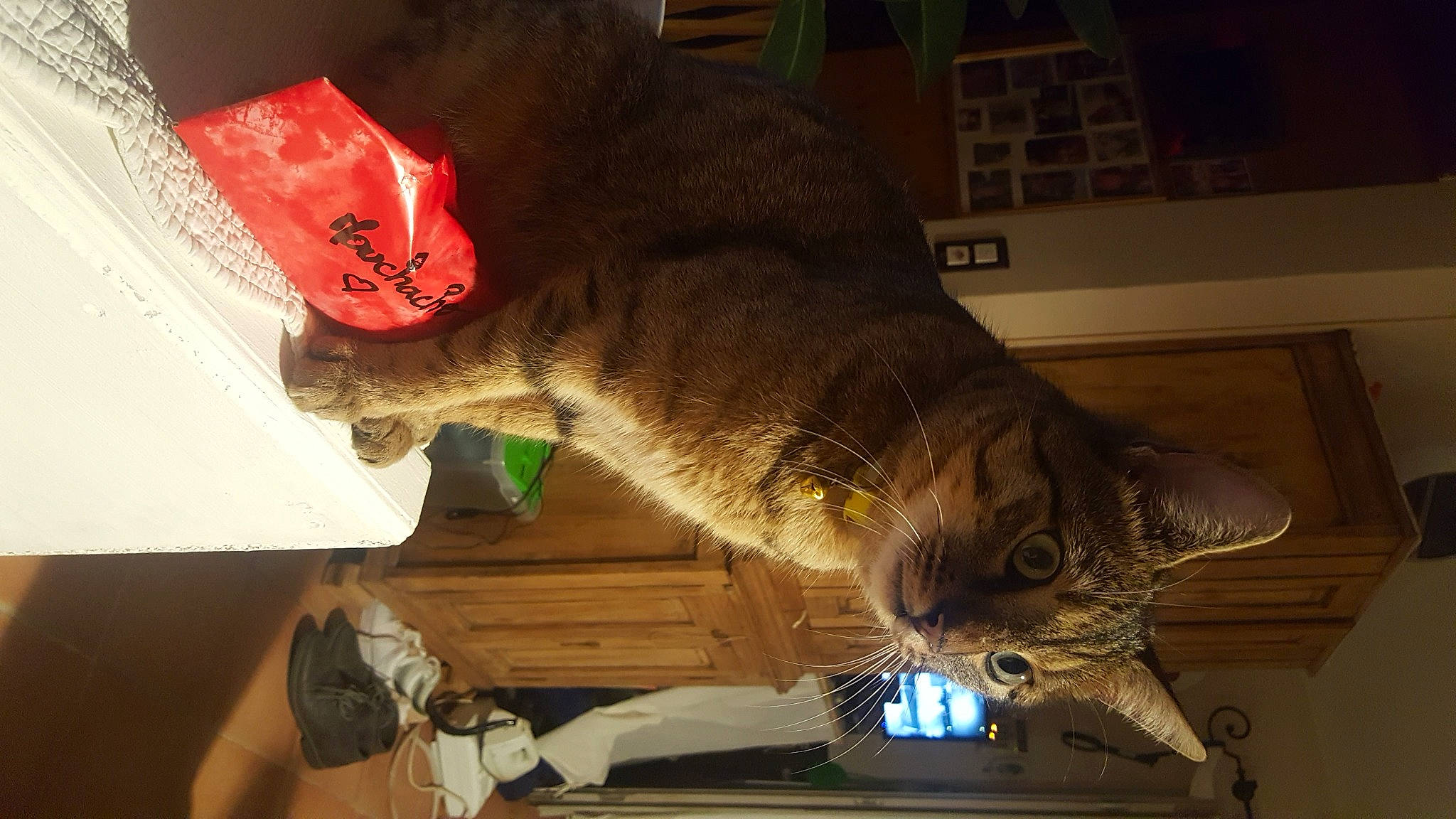 Moutchacho a rejoint le concours — aidez-le/la à gagner de superbes lots ! carmine, carnivore, cat, claw, domestic_short_haired_cat, felidae, fur, room, small_to_medium_sized_cats, sporting_group, tail, whiskers, wood