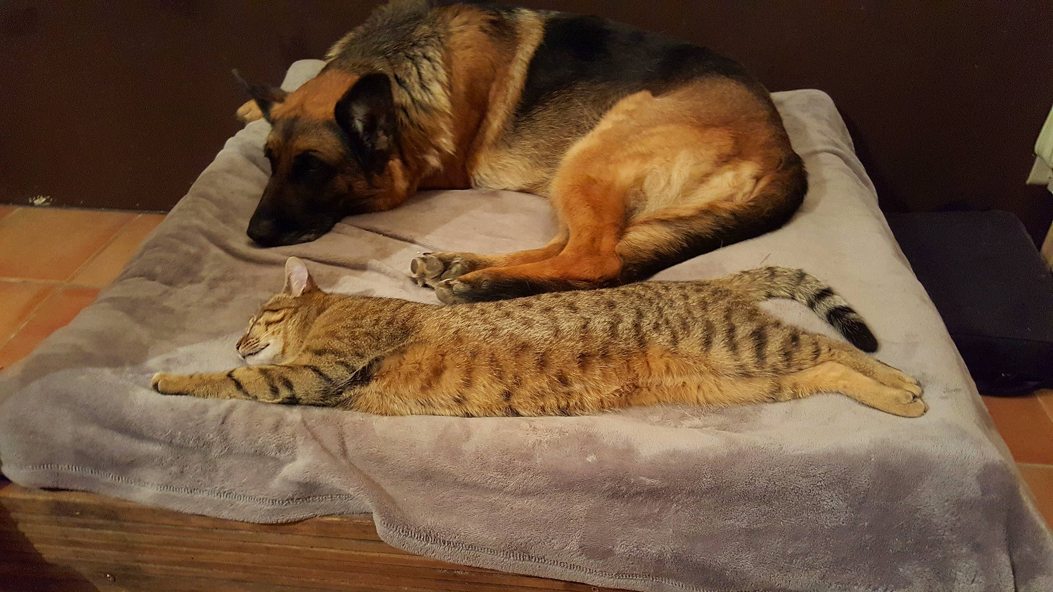 Moutchacho participe au concours pour gagner de l'argent avec cette photo : carnivore, comfort, companion_dog, dog, dog_breed, domestic_short_haired_cat, fawn, felidae, flooring, fur, linens, pattern, paw, rectangle, small_to_medium_sized_cats, tail, terrestrial_animal, whiskers, wildlife, wood